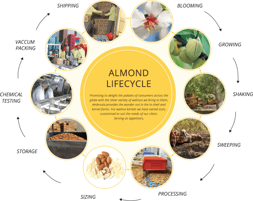 Ambrosia Almonds -Process Cycle
